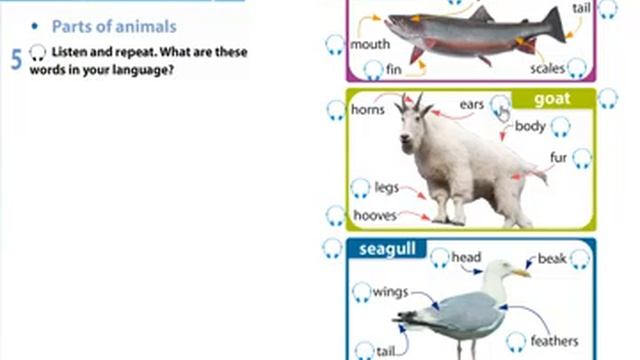 Excel 5 Module 7 p87 ex5 Parts of animals смотреть онлайн