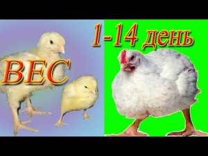 Вес бройлера с 1 по 15 день  Динамика веса посуточно  Деревенская жизнь