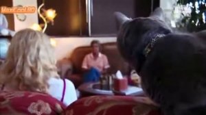 Породы кошек  Шартрез