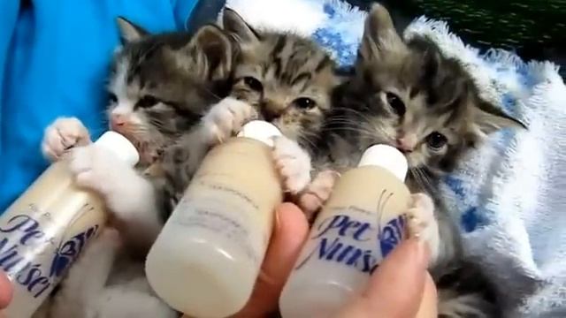 Три голодных котенка.flv смотреть онлайн