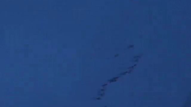 Весенний пролёт молодых диких гусей на север России. Spring flight geese to the north Russia. смотреть онлайн