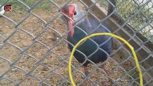 Серый журавль и фазаны в зоопарке Станьково | Большие птицы смотреть онлайн