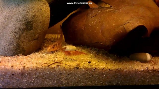 Rineloricaria sp. L010 смотреть онлайн