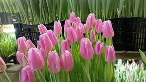 Выгонка тюльпанов 2023. Наши сорта. Сорт Jumbo Pink.x