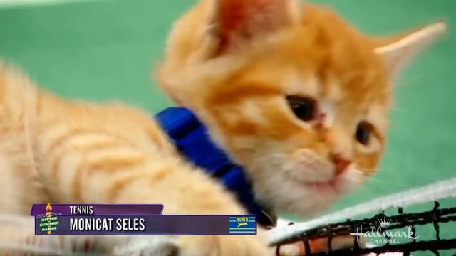 Kitten Summer Games - Road to Kitten Summer Games - Episode 3 - Tennis смотреть онлайн