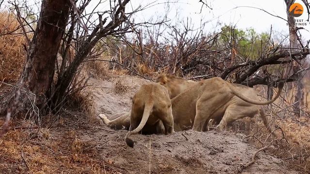 Lions Play Tug of War with Warthog Trying to Escape смотреть онлайн