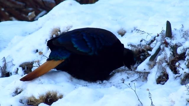 Himalayan Monal смотреть онлайн