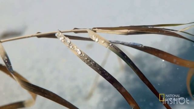 КАК ОХОТИТСЯ ЛИСА ЗИМОЙ TILKI KİŞIN GE озвучка)))) смотреть онлайн