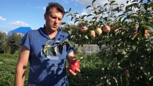 Сорт яблони Кандиль Орловский