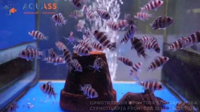 ?Aquass - Цифотиляпия Фронтоза блю заир Моба (Cyphotilapia frontosa blue Zaire Moba) смотреть онлайн