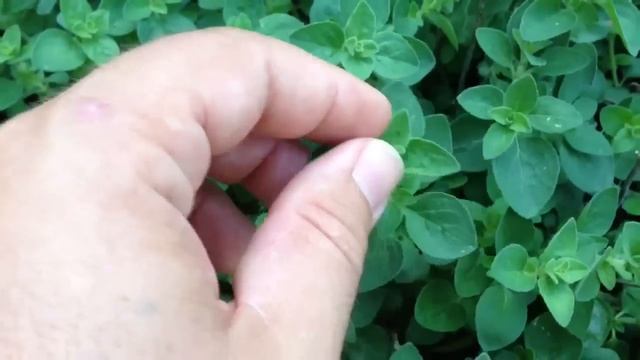 How to Grow Oregano - Pruning смотреть онлайн