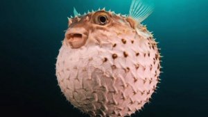 Кто такие Рыбы-Фугу?Интересные и Малоизвестные факты об Рыб-Фуг! AnyWild ?