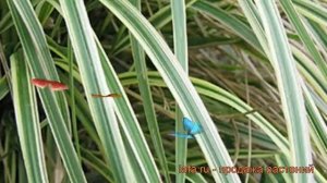 Вейник остроцветковый Овердам (overdam) ? обзор: как сажать, саженцы вейника Овердам