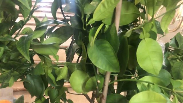 ЦИТРУСЫ ИЗ ИТАЛИИ | БОЛЬШОЙ ФОРМАТ смотреть онлайн