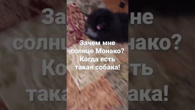 Зачем мне солнце Монако? Когда есть такая собака! смотреть онлайн