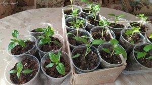 . Сажать или не сажать семена в нетканые мешочки???