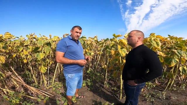 Фермер три роки обирає Альдазор!-Чому?Одеська обл,Агафіївка.ФГ "Алмаз" Галета Ігор смотреть онлайн