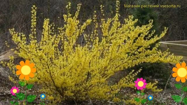 Форзиция промежуточная Спектабилис. Краткий обзор, описание forsythia x intermedia Spectabilis смотреть онлайн