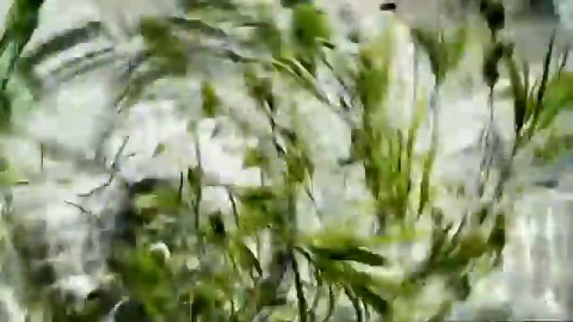 Гербицид Бйер Майстер Пауэр infoagros com смотреть онлайн