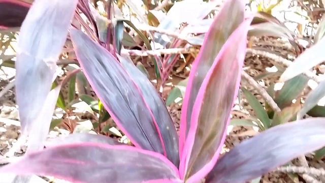 How To Grow a Cordyline Form Cutting & Care Tips lहवाईआन टी प्लांट प्रोपेगेट करने का नर्सरी सीक्रेट смотреть онлайн