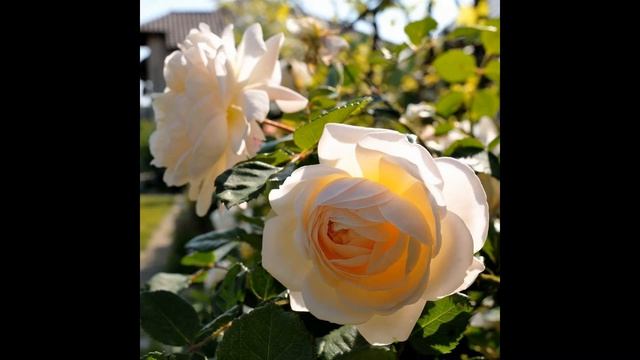 Crocus Rose David Austin