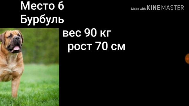 Топ 10 самых сильных пород собак ! смотреть онлайн