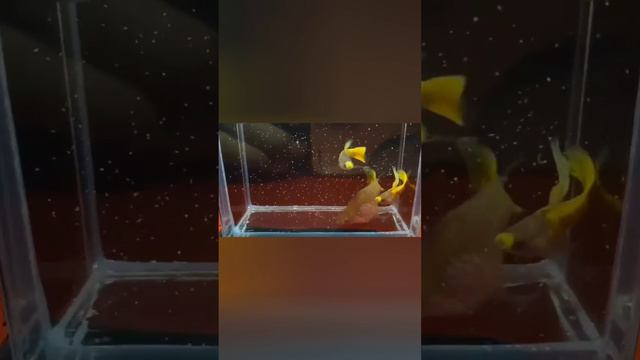 Желтые кои гуппи во Вьетнаме смотреть онлайн