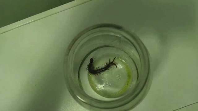 чего бояться сколопендры и мышы смотреть онлайн