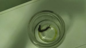 чего бояться сколопендры и мышы