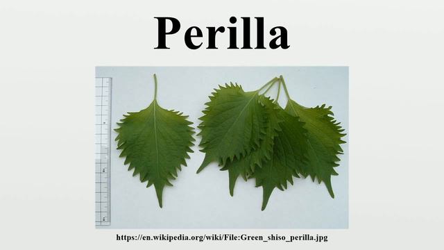 Perilla смотреть онлайн