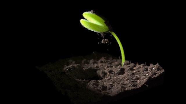 Houdini - Seed смотреть онлайн