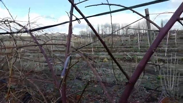 Ежевика тройная корона. Весенняя обрезка. 25 февраля 20г. смотреть онлайн