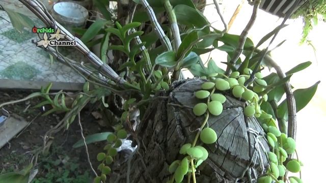 Dischidia Nummularia - Trồng Phong Lan Với Lan Cúc áo Cách Trồng Lan Cộng Sinh