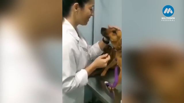 La tierna reacción de un perro mientras su veterinaria lo curaba смотреть онлайн