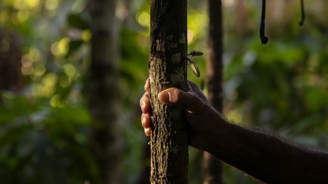 Campanha Amazônia | 2022 смотреть онлайн