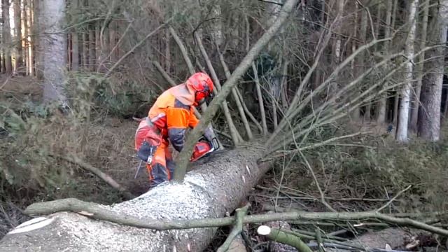 HUSQVARNA 560 XP! The Best Chainsaw In The World! HUSQVARNA 560XP!
