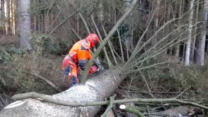 HUSQVARNA 560 XP! The best chainsaw in the world! HUSQVARNA 560XP!