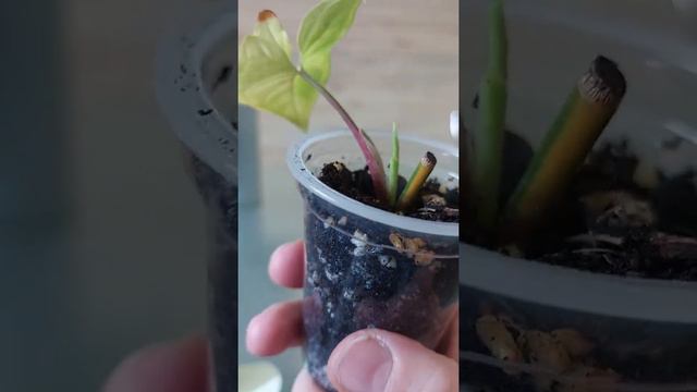 Syngonium Aurea..Ableger смотреть онлайн