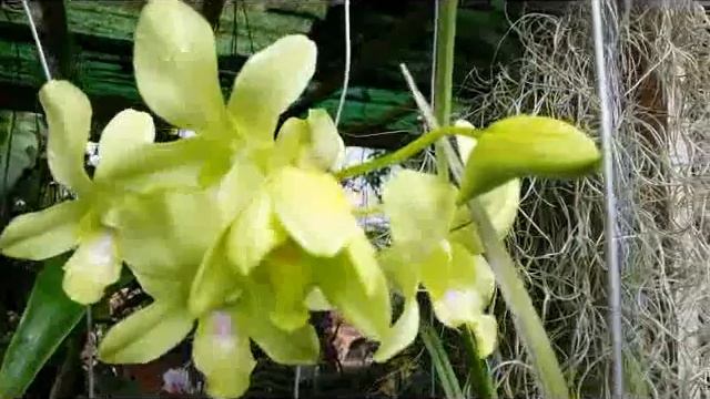 In Bloom - Fragrant orchid - Dendrobium Hybrid - Dendrobium Burana Green candy смотреть онлайн