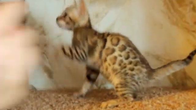 Чистокровные бенгальские котята в Москве, www.happybengal.ru, телефон: +7(916)170-62-12 смотреть онлайн