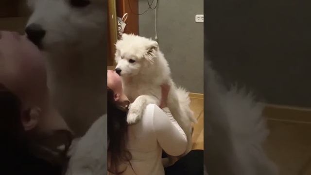 Дождалась#самоед #самоеды #самоедскаялайка #пушистики #Самоед Югра смотреть онлайн
