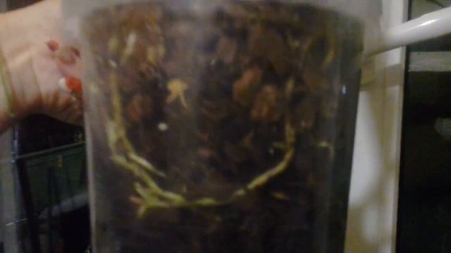 Часть 1.протираем орхидеи янтарной кислотой.мое новое цветение. смотреть онлайн