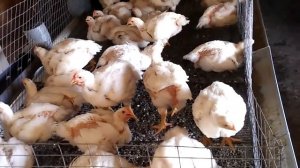 Расход корма и денег на  бройлеров (120 голов) за месяц