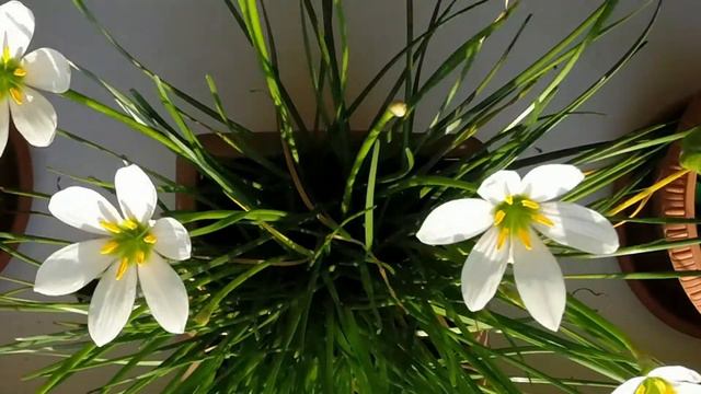 Flowers (time lapse) смотреть онлайн
