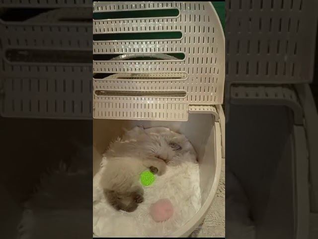 Новый член семьи