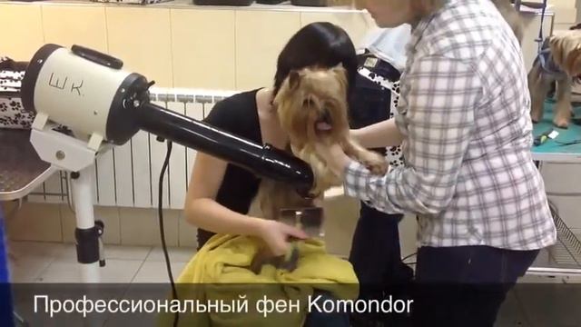 Pet Grooming Academy Milord Moscow смотреть онлайн