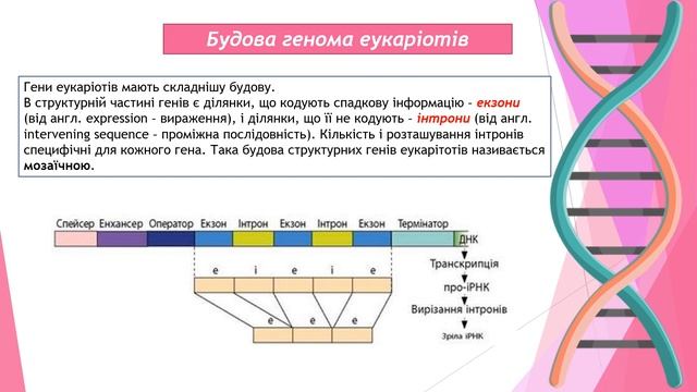 Геном прокаріотів та еукаріотів. Хромосоми. Урок біології в 9 класі смотреть онлайн