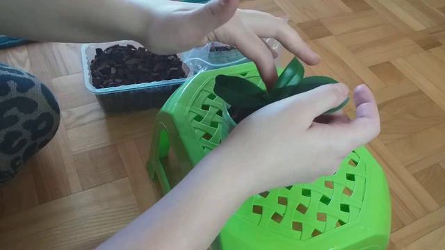 Быстрая пересадка мини орхидеи 🌈, бывшая реанимашка 🌸 смотреть онлайн