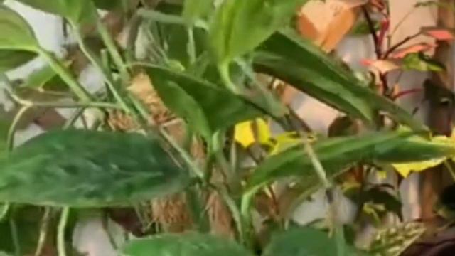 Top Ten Most Expensive Plants in the Philippines/tunay na buhay vlog смотреть онлайн
