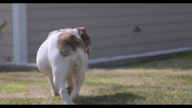 ENGLISH BULLDOG BREED REVIEW